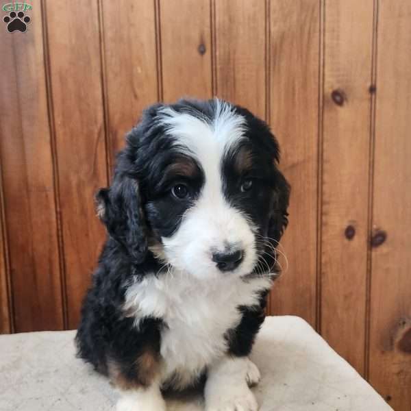 Mylan, Bernedoodle Puppy